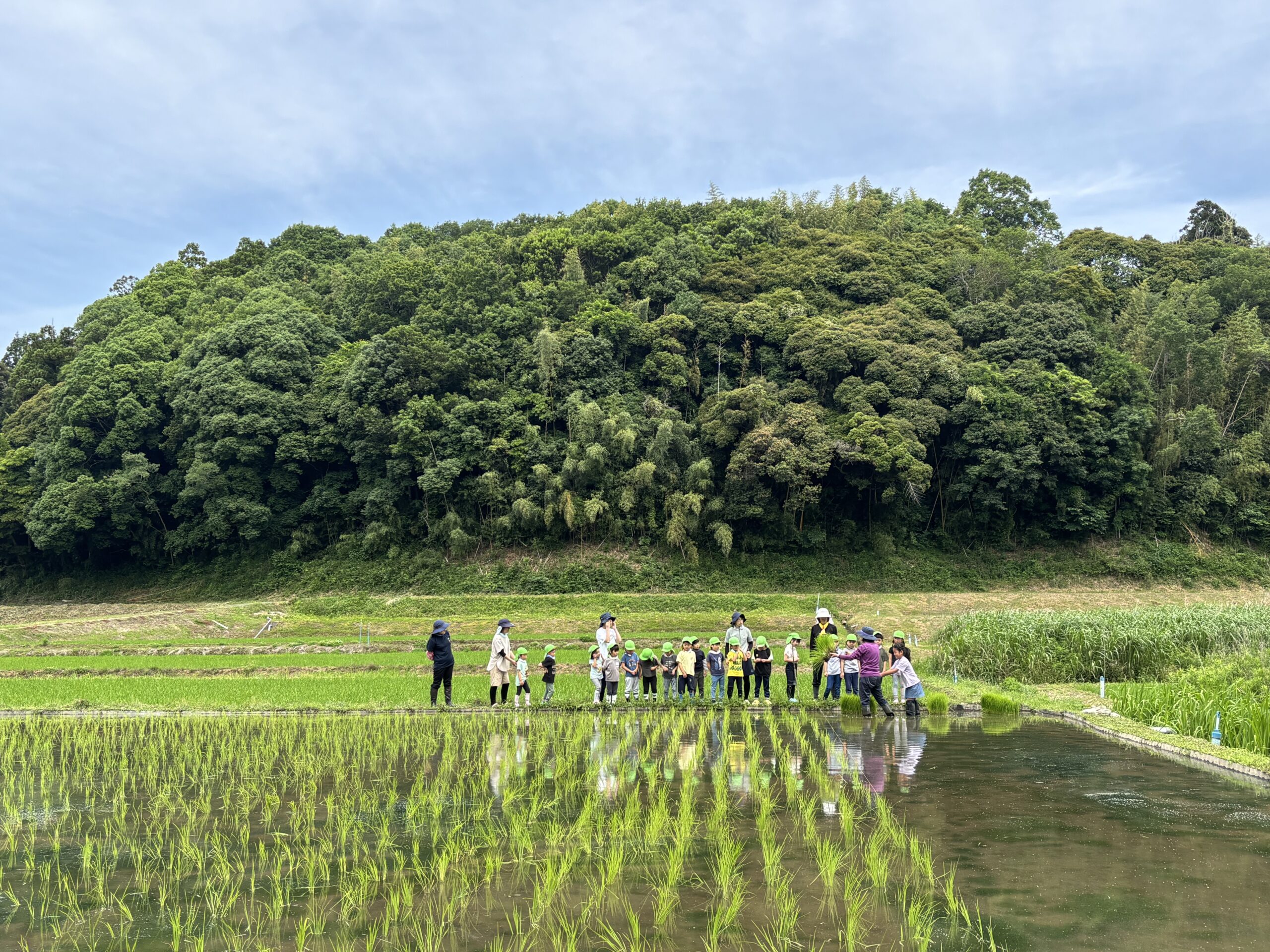 保護中: ５歳児田植え